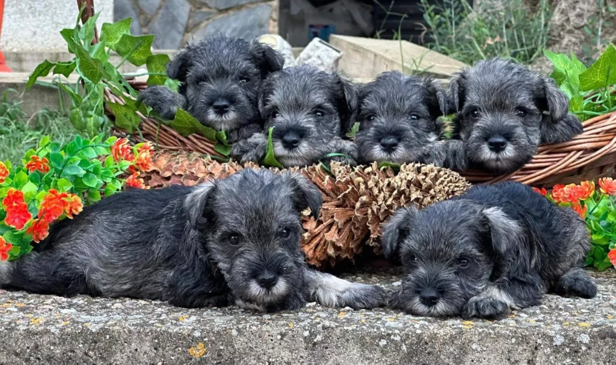 Cachorros de schnauzer miniatura en una cesta
