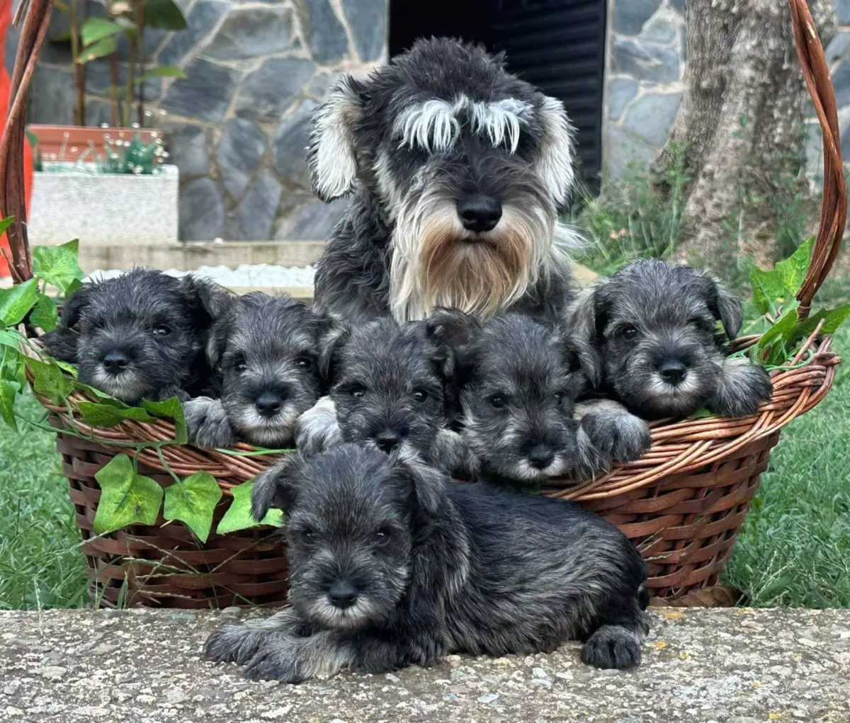 Cachorros de schnauzer miniatura en una cesta junto a su madre