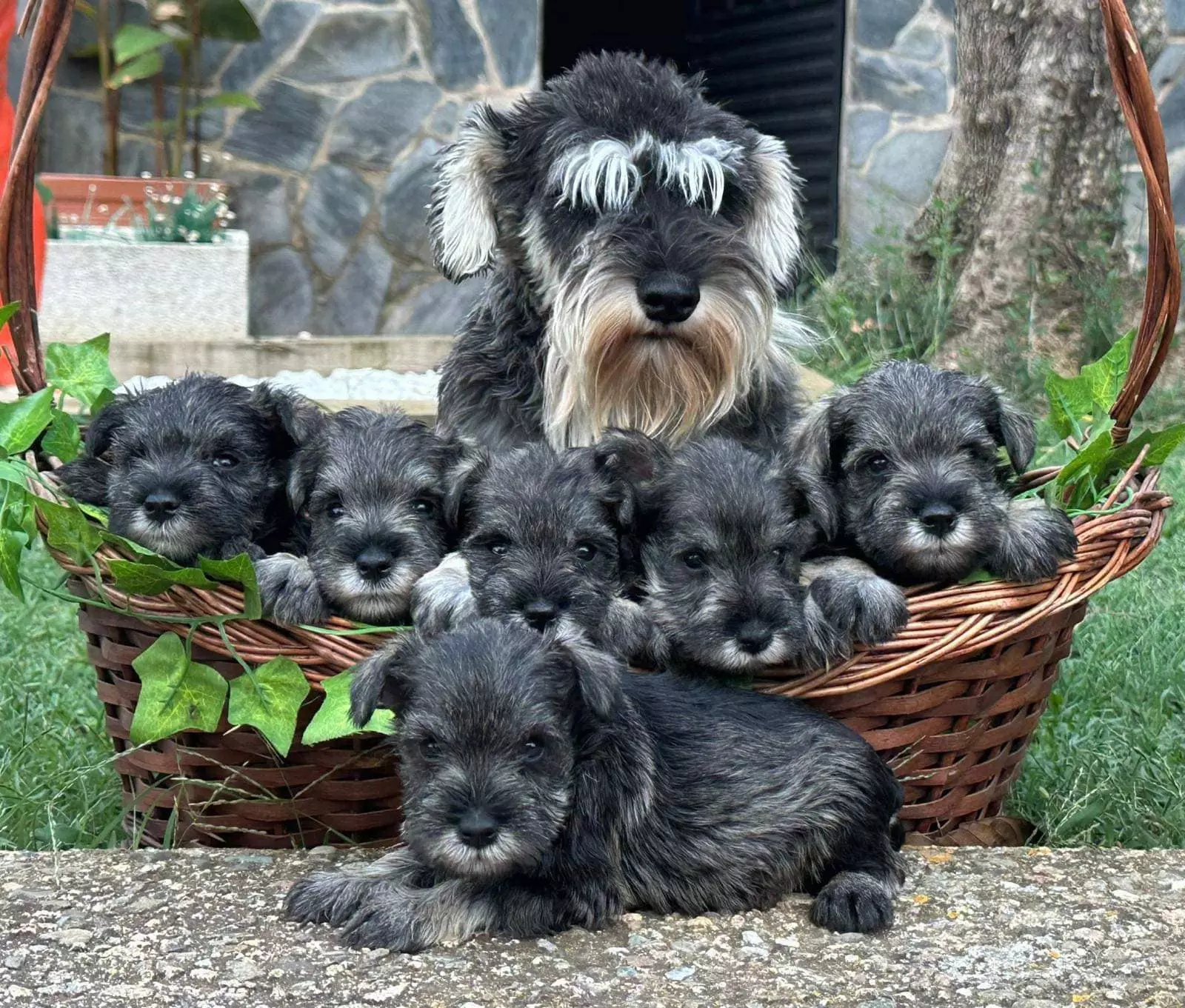 cuanto pesa un mini schnauzer