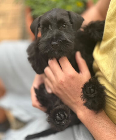 ¿Cómo es el carácter del Schnauzer miniatura? 5 rasgos clave que debes conocer
