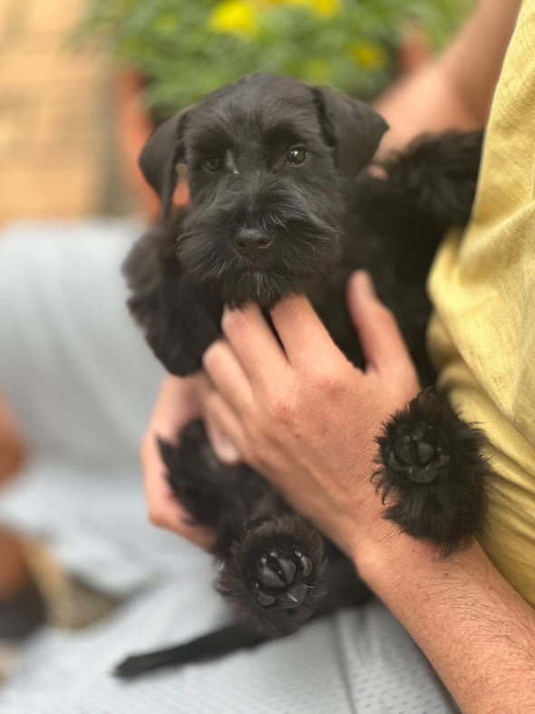 ¿Cómo es el carácter del Schnauzer miniatura? 5 rasgos clave que debes conocer