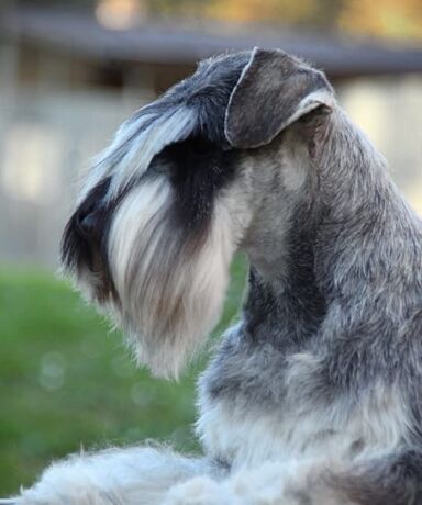 La barba del Schnauzer Miniatura: historia, función y cómo cuidarla correctamente