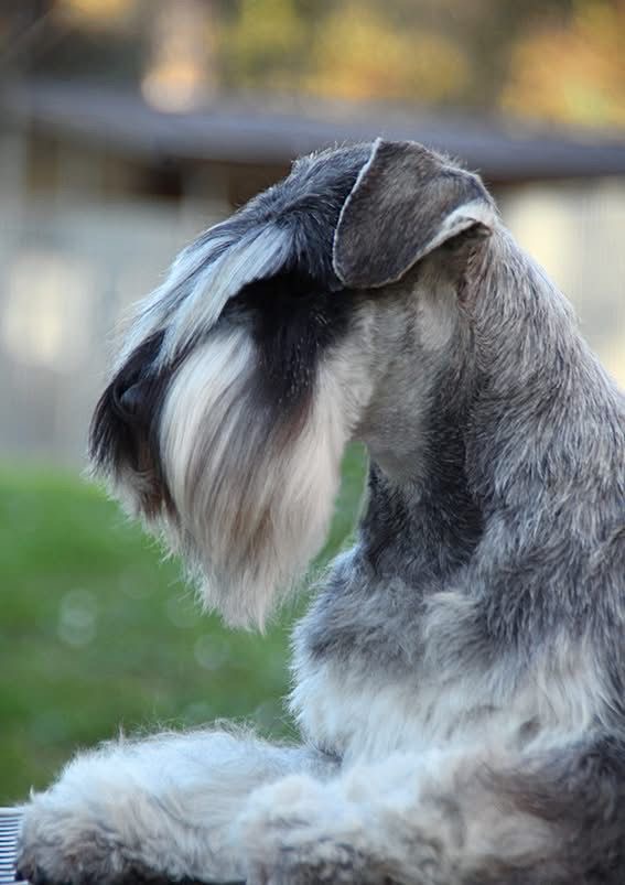 La barba del Schnauzer Miniatura: historia, función y cómo cuidarla correctamente