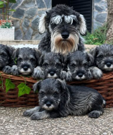 Schnauzer Miniatura: un pequeño perro con una personalidad extraordinaria