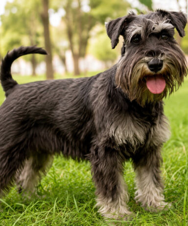 El carácter del Schnauzer Miniatura: inteligente, leal y divertido