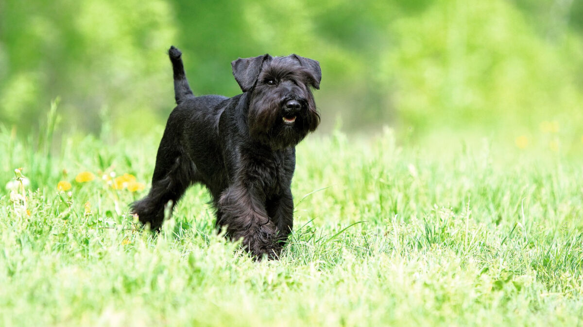 Cómo es convivir con un Schnauzer Miniatura en familia: energía, carácter y mucho compañerismo