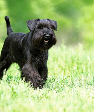 Cómo es convivir con un Schnauzer Miniatura en familia: energía, carácter y mucho compañerismo