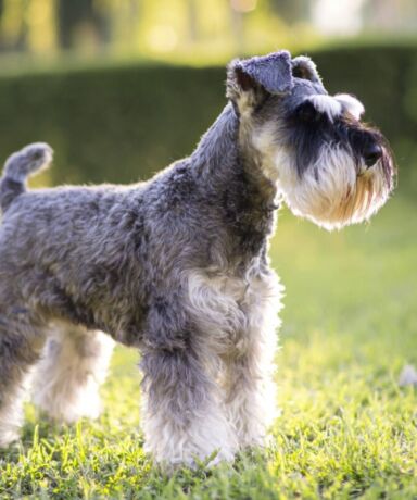 ¿Por qué el Schnauzer Miniatura tiene una personalidad tan especial?