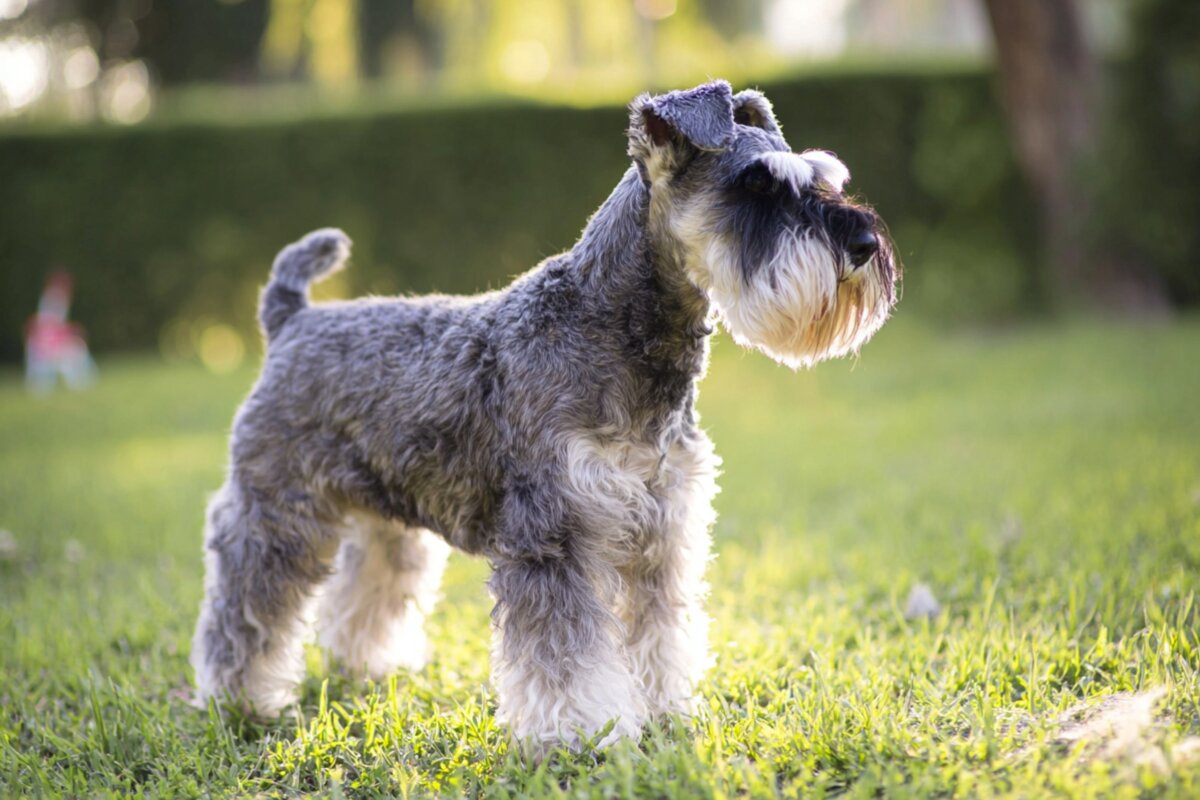¿Por qué el Schnauzer Miniatura tiene una personalidad tan especial?