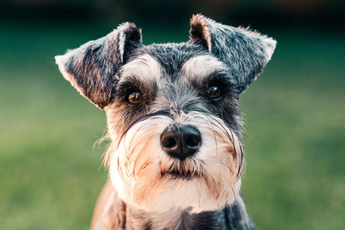 Schnauzer Miniatura: un perro pequeño con alma de guardián