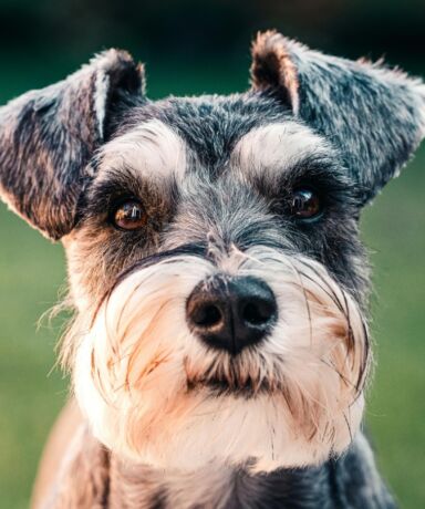Schnauzer Miniatura: un perro pequeño con alma de guardián