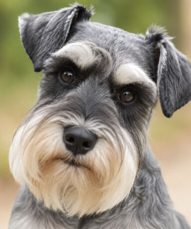 Curiosidades sobre las expresiones faciales del Schnauzer Miniatura