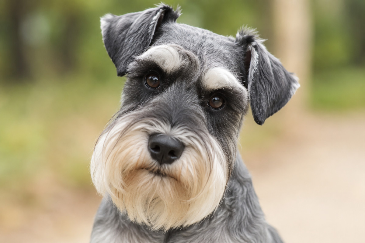 Curiosidades sobre las expresiones faciales del Schnauzer Miniatura