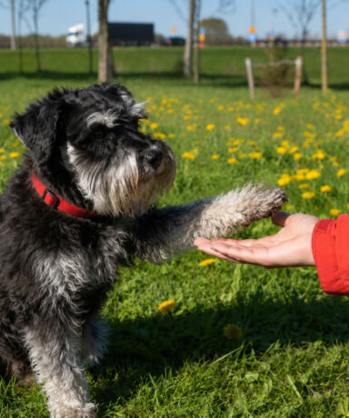 Trucos fáciles que un Schnauzer Miniatura puede aprender rápidamente