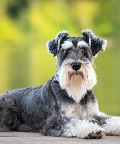 La relación del Schnauzer Miniatura con otros perros y mascotas