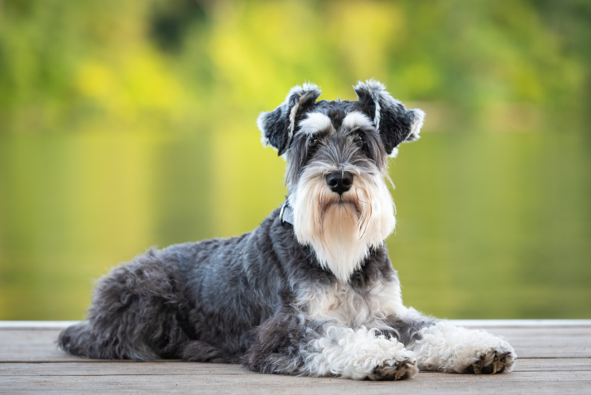 La relación del Schnauzer Miniatura con otros perros y mascotas