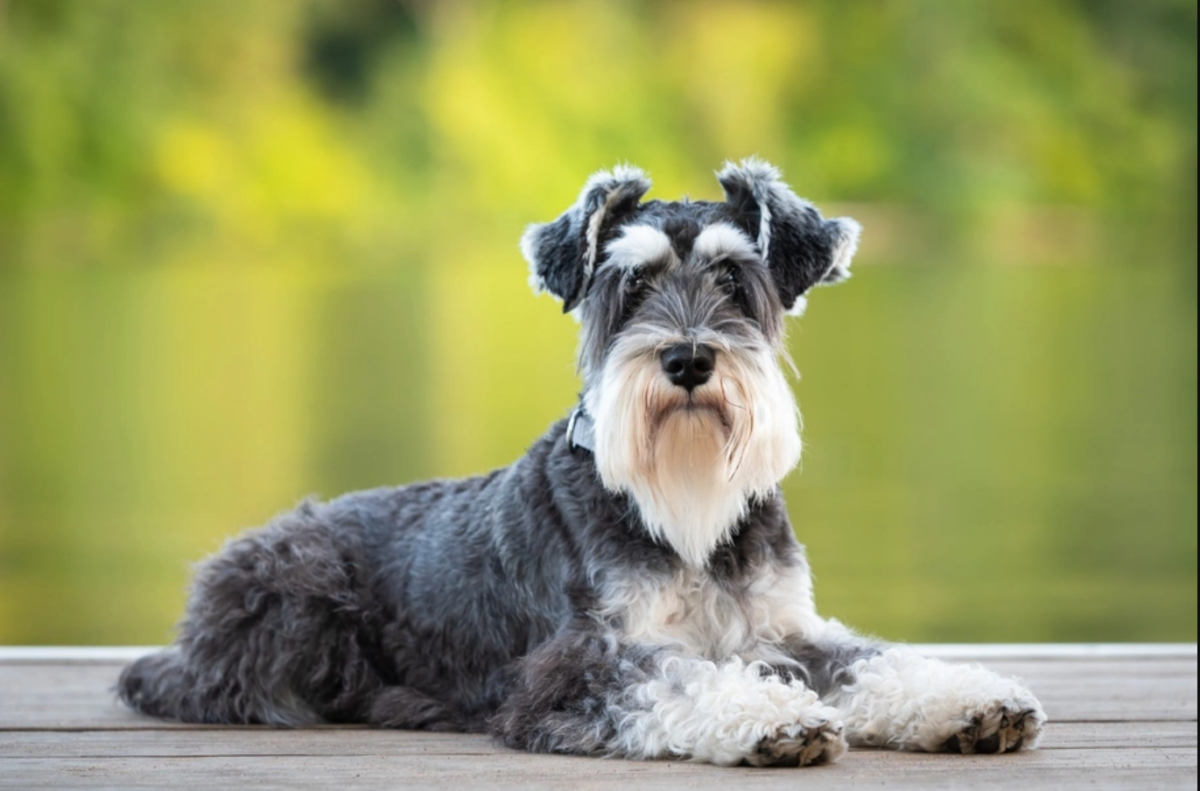 Cómo cuidar el pelaje de un Schnauzer Miniatura correctamente