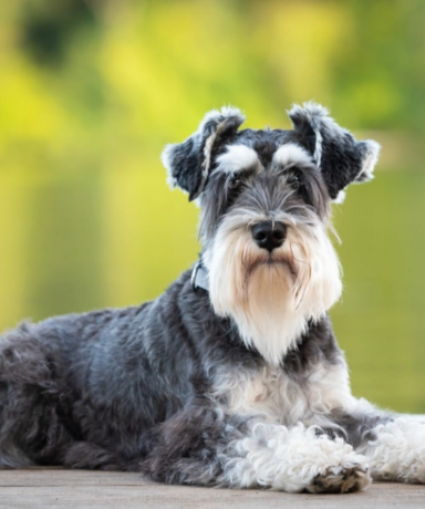 Cómo cuidar el pelaje de un Schnauzer Miniatura correctamente