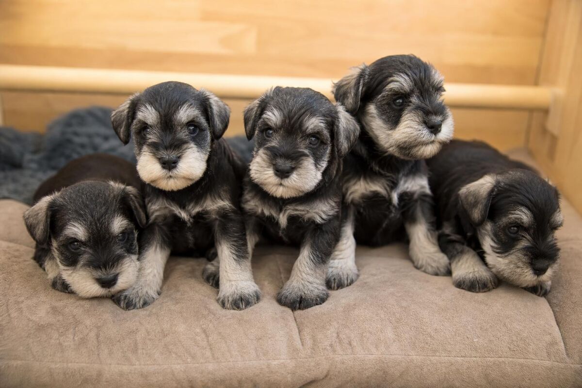 Las primeras ocho semanas de un cachorro de Schnauzer Miniatura: desarrollo físico, emocional y social