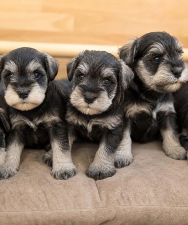 Las primeras ocho semanas de un cachorro de Schnauzer Miniatura: desarrollo físico, emocional y social