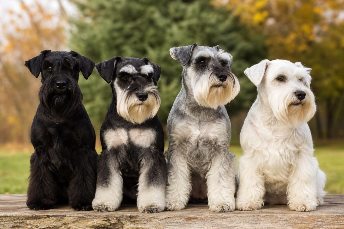 Diferencias entre el Schnauzer Miniatura negro, negro y plata, sal y pimienta y blanco