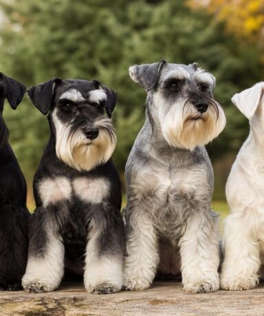 Diferencias entre el Schnauzer Miniatura negro, negro y plata, sal y pimienta y blanco