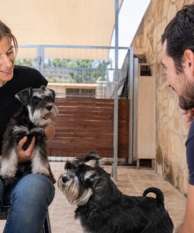 Cómo elegir un criador responsable de Schnauzer Miniatura