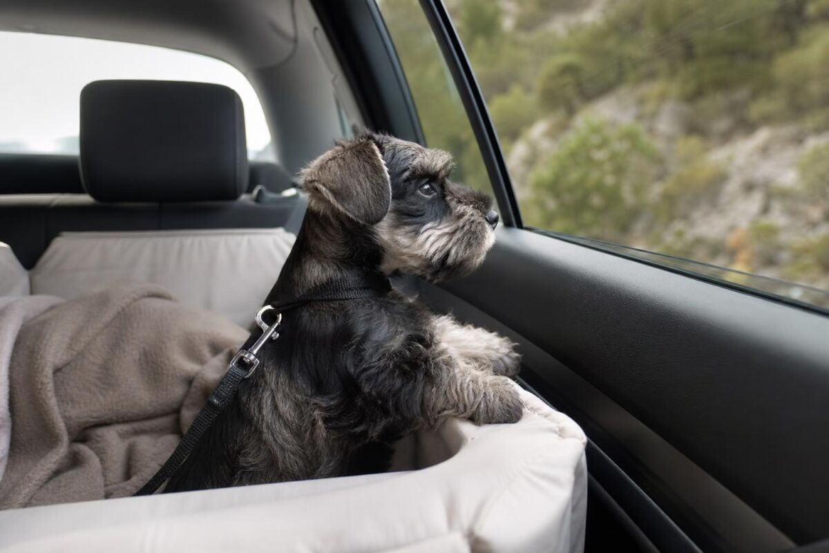 El primer viaje en coche de un cachorro de Schnauzer Miniatura: seguridad, comodidad y confianza
