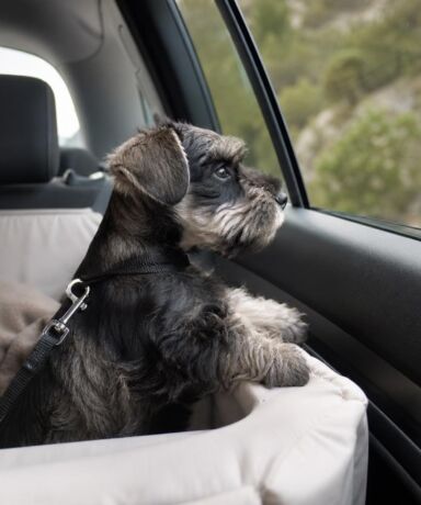 El primer viaje en coche de un cachorro de Schnauzer Miniatura: seguridad, comodidad y confianza