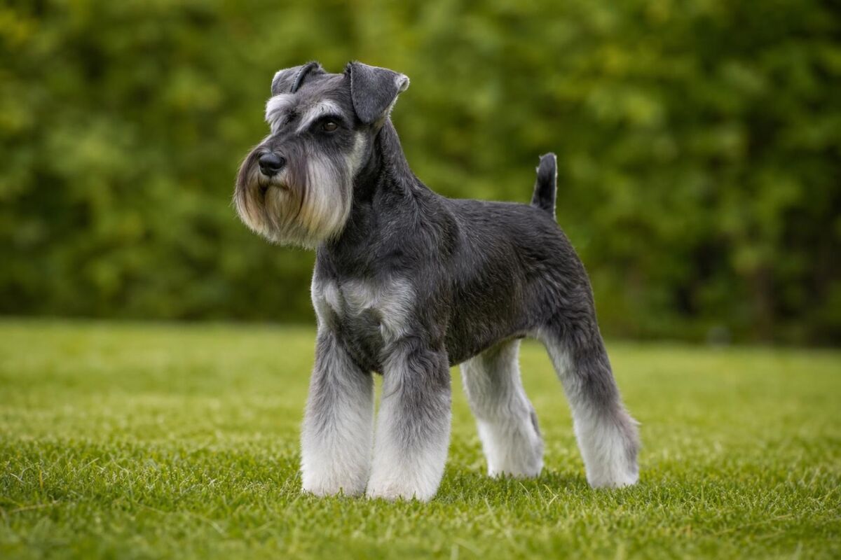 El estándar oficial del Schnauzer Miniatura explicado de forma sencilla